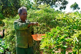 Lão nông Jrai thu 350 triệu đồng mỗi năm nhờ thay đổi nếp nghĩ, cách làm