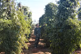 Chư Prông phát triển gắn với giảm nghèo bền vững