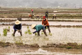 Bắc Bộ chuyển sang rét khô, tình trạng rét đậm, rét hại còn kéo dài