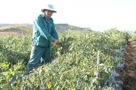 Mùa ớt "ngọt" ở Đông Trường Sơn