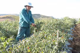 Mùa ớt "ngọt" ở Đông Trường Sơn