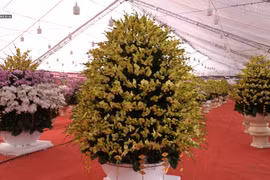 Sát Tết Tân sửu, hàng trăm giò lan Hồ Điệp "khủng" trăm triệu xuống phố chờ đại gia