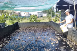 An Giang: Làm bể trên cạn nuôi ếch Thái Lan toàn con bự, thò tay xuống là bắt được cả đám