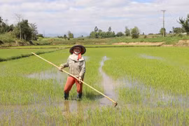 An Khê: Nhiều giải pháp tránh hạn cuối vụ