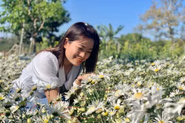 Ngắm cúc họa mi trên Phố núi Pleiku