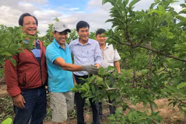 Ayun Pa xây dựng vùng nguyên liệu cho nhà máy chế biến