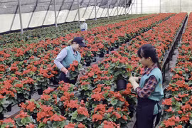 Lâm Ðồng phát triển nền nông nghiệp hiện đại