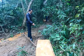 Khởi tố vụ khai thác trái phép hơn 49 m3 gỗ ở Kbang