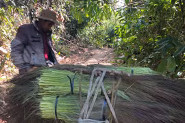 Vào rừng cắt đót mưu sinh