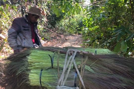 Vào rừng cắt đót mưu sinh