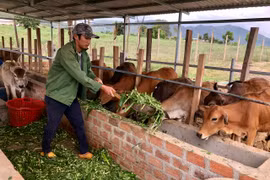 Làm giàu từ trang trại VAC