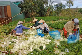 Thăng trầm nghề trồng rau ở vùng ven đô thị Pleiku