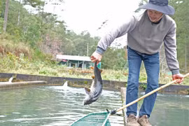 Đà Lạt: Người nuôi cá tầm lao đao do cạnh tranh cá tầm ngoại nhập