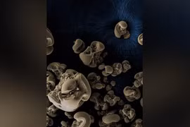 Lần đầu phát hiện vi khuẩn ăn kim loại làm tắc ống nước