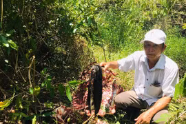 Cá thể bò tót nặng 200 kg bị lâm tặc xẻ thịt