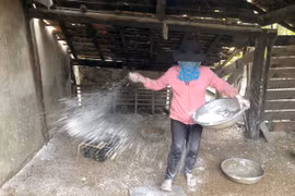 Ia Pa quyết liệt phòng-chống dịch tả heo châu Phi