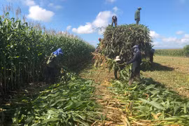 Ia Pa: Trồng bắp sinh khối thu lợi hơn 20 triệu đồng/ha