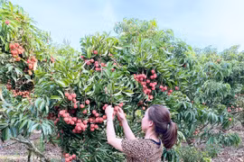 Trái cây Việt Nam rộng cửa sang Nhật