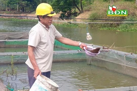 Đắk Nông: "Liều" thuần hoá, nuôi cá lăng đuôi đỏ ở dòng sông chảy ngược, bất ngờ thu 1/2 tỷ mỗi năm