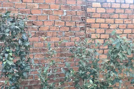 Những công dụng tuyệt vời từ nước chè xanh