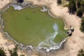 Hơn 350 con voi chết bí ẩn ở Nam châu Phi