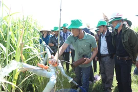 Thành Thành Công Gia Lai: Đồng hành cùng người trồng mía