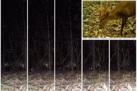 Phát hiện nhiều loài thú quý hiếm ở Vườn quốc gia Bidoup - Núi Bà