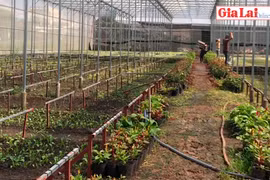 Hợp tác xã Nông nghiệp-Dịch vụ An Phú Thịnh: Sản xuất rau, hoa theo hướng công nghệ cao