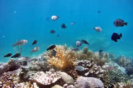 Đi bộ dưới biển ngắm san hô trong vịnh Nha Trang tốn chưa đến 1 triệu đồng