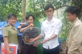 Bình Định: Thả 4 cá thể động vật rừng quý hiếm về tự nhiên
