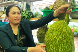 Thu tiền tỷ nhờ trồng xen cây ăn quả trong vườn cà phê