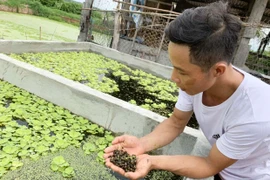 Chàng trai Ia Pa nuôi ốc bươu đen thu 15 triệu đồng/tháng