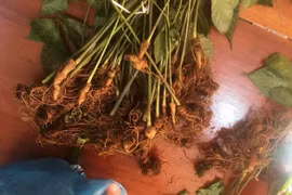 Tạm giam người nhổ trộm hơn 70 cây sâm Ngọc Linh sau khi uống rượu về