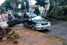 Lâm Đồng: Cây xanh bật gốc đè bẹp dúm ô tô ngay trung tâm huyện Bảo Lâm