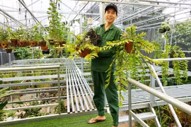 Vườn lan tiền tỉ của chàng bộ đội xuất ngũ