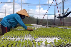 Hợp tác xã Nông nghiệp-Dịch vụ An Phú Thịnh: Ứng dụng công nghệ cao