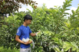 Đắk Lắk: Mới tí tuổi đầu, chàng trai này đã làm nên "miệt vườn độc, lạ" khiến bao người mơ ước