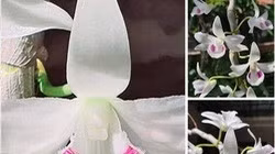 Nhiều Hội sinh vật cảnh khẳng định giò lan đột biến 83 tỷ đồng là giá ảo