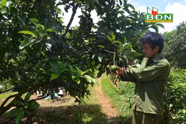 Đắk Nông: Vì sao ngành chức năng "rung chuông báo động" về cây sầu riêng và cây bơ?