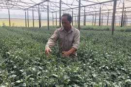 Thu tiền tỷ từ trang trại tổng hợp