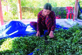 Đánh thức tiềm năng chè dây Ra Zéh