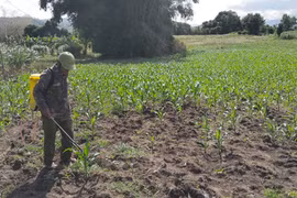 Kbang chủ động phòng trừ sâu keo mùa thu