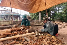 Nhọc nhằn nghề cạo vỏ bời lời