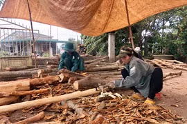 Nhọc nhằn nghề cạo vỏ bời lời