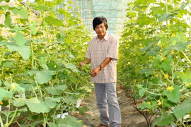 Kiểm soát an toàn thực phẩm nông nghiệp để nâng cao hiệu quả kinh tế