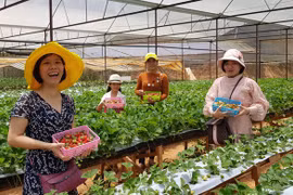 Dâu tây Đà Lạt và hồng Đà Lạt được cấp chứng nhận bảo hộ