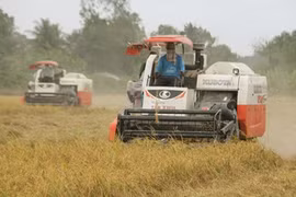 EU cấp hạn ngạch 80.000 tấn gạo/năm cho Việt Nam, xuất khẩu gạo sang EU cần điều kiện gì?