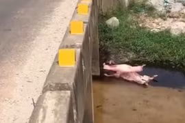 Mất tích sau lễ tổng kết năm học, thi thể nữ sinh lớp 11 được tìm thấy dưới mương nước