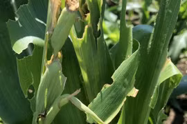 Sâu ngoại lai ăn gần 400ha ngô vụ Hè Thu của nông dân Đăk Lăk