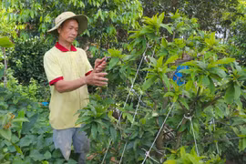 Triển vọng nghề trồng mai ở An Khê